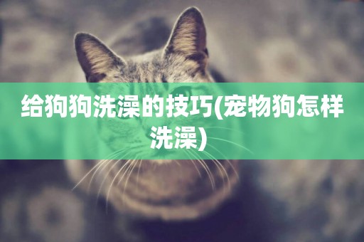 給狗狗洗澡的技巧(寵物狗怎樣洗澡) 