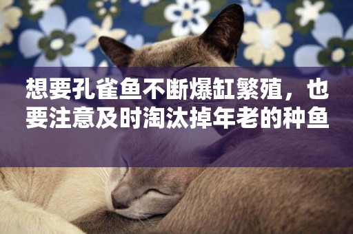 想要孔雀魚不斷爆缸繁殖，也要注意及時淘汰掉年老的種魚 