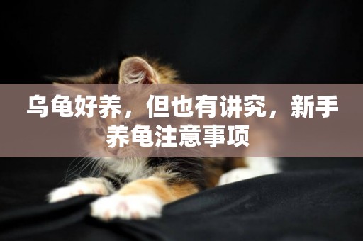 烏龜好養，但也有講究，新手養龜注意事項 