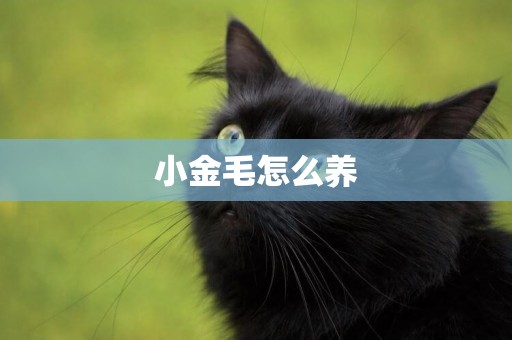 小金毛怎么養