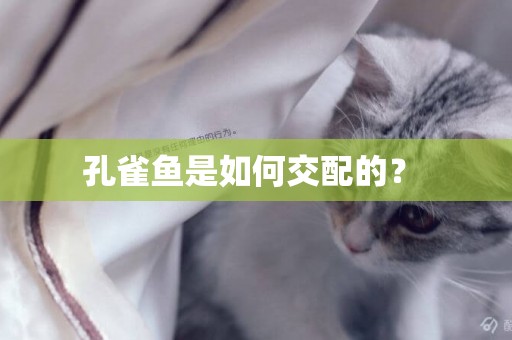 孔雀魚是如何交配的？ 