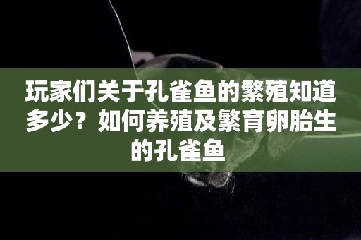 玩家們關于孔雀魚的繁殖知道多少？如何養殖及繁育卵胎生的孔雀魚 