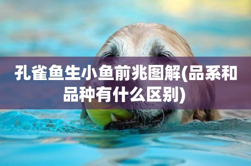 孔雀魚生小魚前兆圖解(品系和品種有什么區別) 