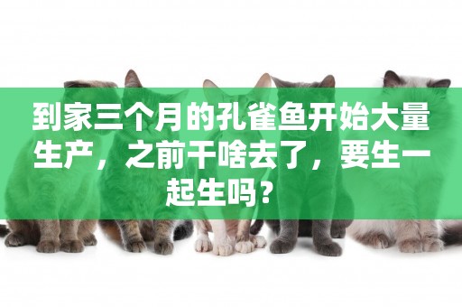 到家三個月的孔雀魚開始大量生產，之前干啥去了，要生一起生嗎？ 