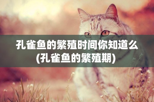 孔雀魚的繁殖時間你知道么(孔雀魚的繁殖期) 