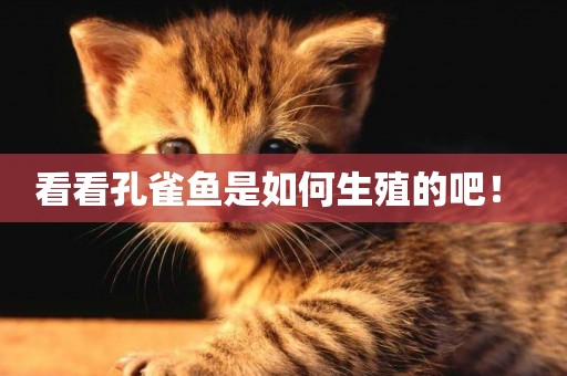 看看孔雀魚是如何生殖的吧！ 