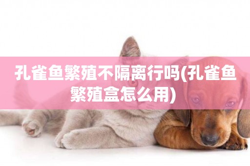 孔雀魚繁殖不隔離行嗎(孔雀魚繁殖盒怎么用) 