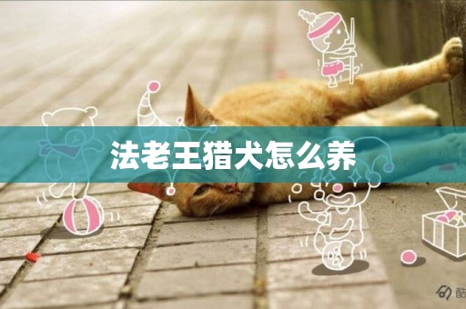 法老王獵犬怎么養
