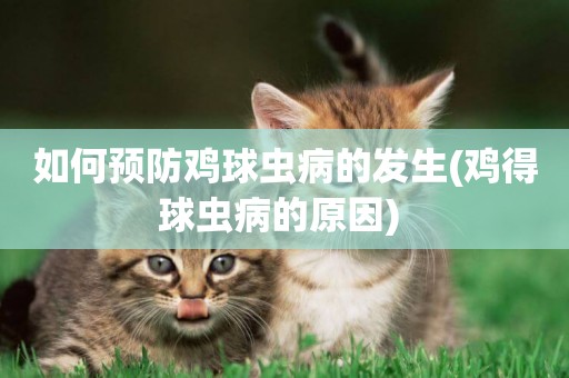 如何預防雞球蟲病的發生(雞得球蟲病的原因) 