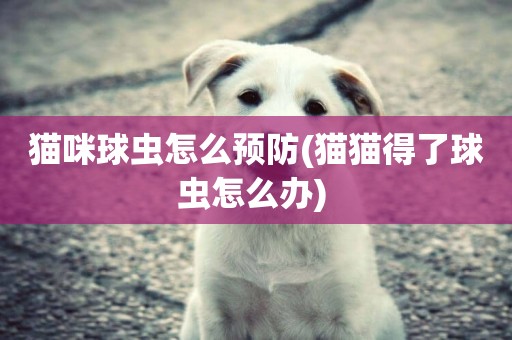貓咪球蟲怎么預防(貓貓得了球蟲怎么辦) 