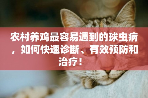 農村養雞最容易遇到的球蟲病，如何快速診斷、有效預防和治療！ 