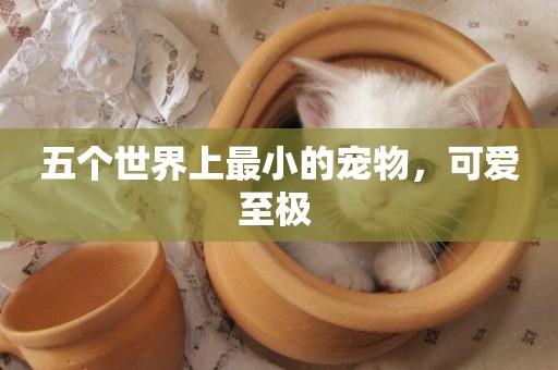 五個世界上最小的寵物，可愛至極 