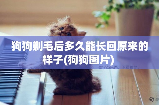 狗狗剃毛后多久能長回原來的樣子(狗狗圖片) 