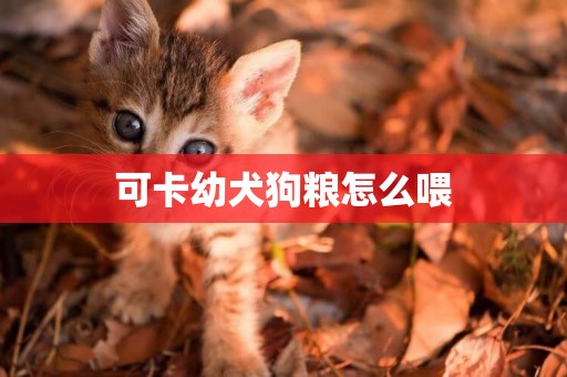 可卡幼犬狗糧怎么喂