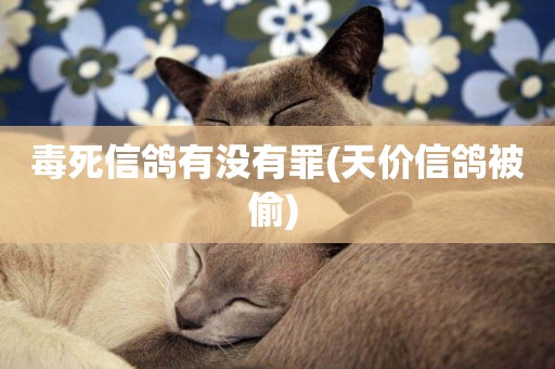 毒死信鴿有沒有罪(天價信鴿被偷) 