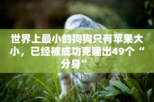 世界上最小的狗狗只有蘋果大小，已經被成功克隆出49個“分身” 