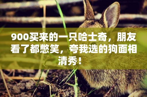 900買來的一只哈士奇，朋友看了都憋笑，夸我選的狗面相清秀！ 