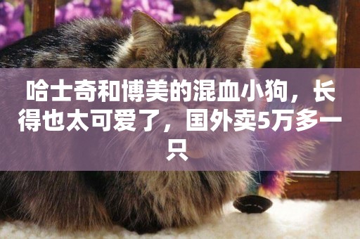 哈士奇和博美的混血小狗，長得也太可愛了，國外賣5萬多一只 