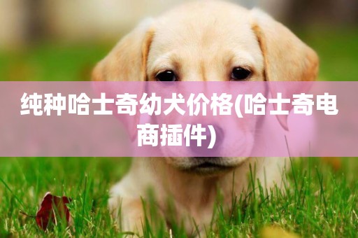 純種哈士奇幼犬價格(哈士奇電商插件) 