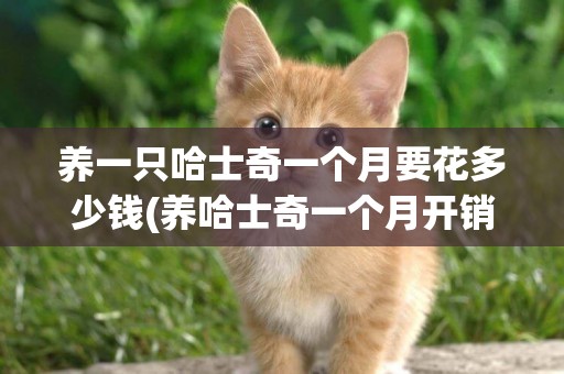 養一只哈士奇一個月要花多少錢(養哈士奇一個月開銷大概多少錢) 