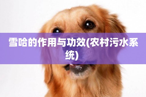 雪哈的作用與功效(農村污水系統) 