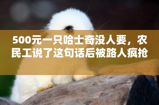 500元一只哈士奇沒人要，農民工說了這句話后被路人瘋搶 