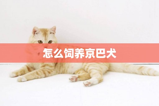 怎么飼養京巴犬