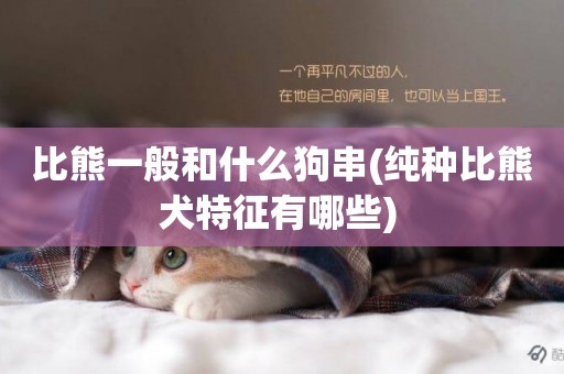 比熊一般和什么狗串(純種比熊犬特征有哪些) 