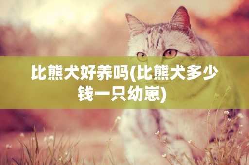 比熊犬好養嗎(比熊犬多少錢一只幼崽) 