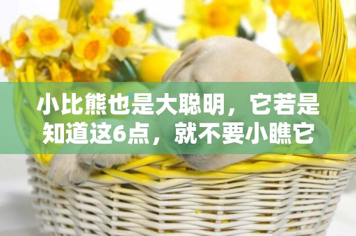 小比熊也是大聰明，它若是知道這6點，就不要小瞧它 