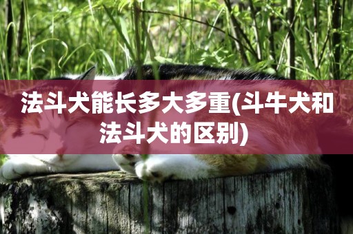 法斗犬能長多大多重(斗牛犬和法斗犬的區別) 