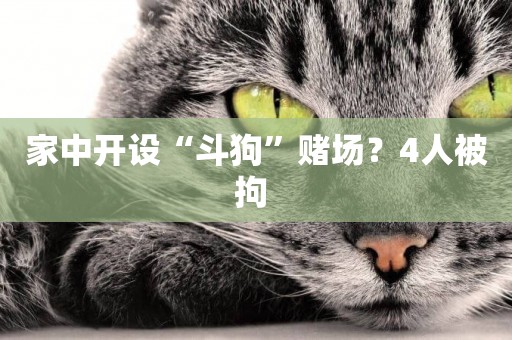 家中開設“斗狗”賭場？4人被拘 