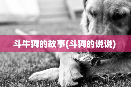 斗牛狗的故事(斗狗的說說) 