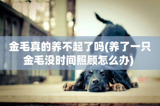金毛真的養不起了嗎(養了一只金毛沒時間照顧怎么辦) 