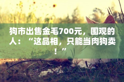 狗市出售金毛700元，圍觀的人：“這品相，只能當肉狗賣！” 