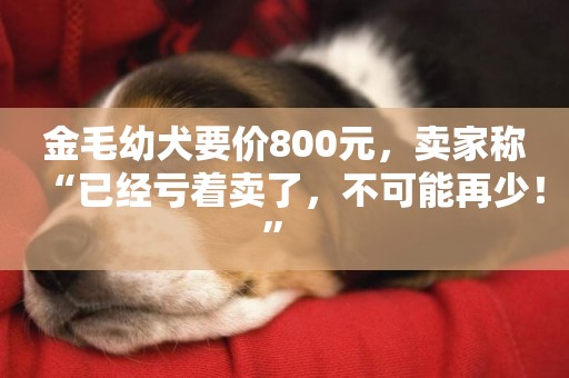 金毛幼犬要價800元，賣家稱“已經虧著賣了，不可能再少！” 