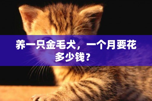 養一只金毛犬，一個月要花多少錢？ 