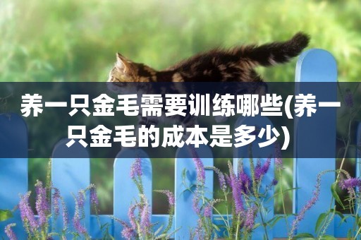 養一只金毛需要訓練哪些(養一只金毛的成本是多少) 