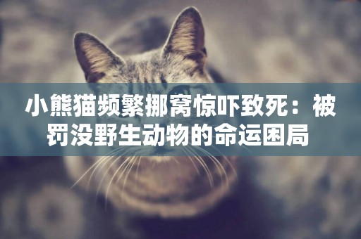 小熊貓頻繁挪窩驚嚇致死：被罰沒野生動物的命運困局 