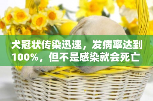 犬冠狀傳染迅速，發病率達到100%，但不是感染就會死亡 