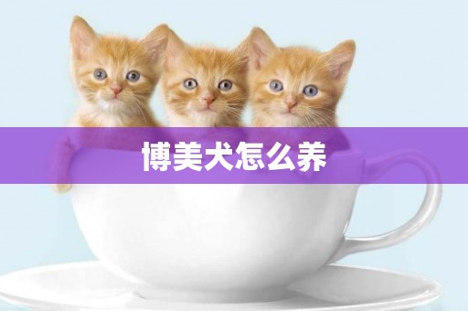 博美犬怎么養