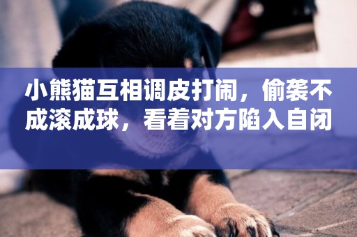 小熊貓互相調皮打鬧，偷襲不成滾成球，看著對方陷入自閉 