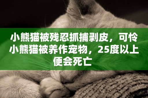 小熊貓被殘忍抓捕剝皮，可憐小熊貓被養作寵物，25度以上便會死亡 