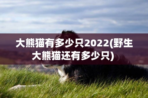 大熊貓有多少只2022(野生大熊貓還有多少只) 
