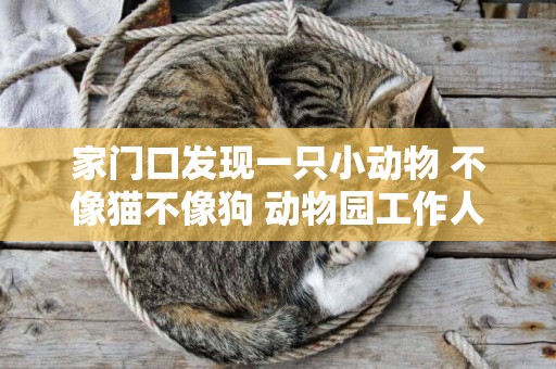 家門口發現一只小動物 不像貓不像狗 動物園工作人員一看：這是小熊貓 