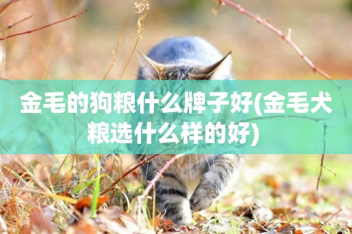 金毛的狗糧什么牌子好(金毛犬糧選什么樣的好) 