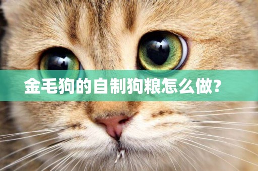 金毛狗的自制狗糧怎么做？ 