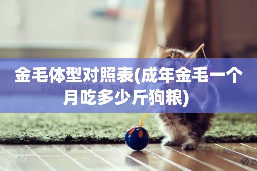 金毛體型對照表(成年金毛一個月吃多少斤狗糧) 