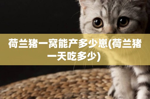 荷蘭豬一窩能產多少崽(荷蘭豬一天吃多少) 