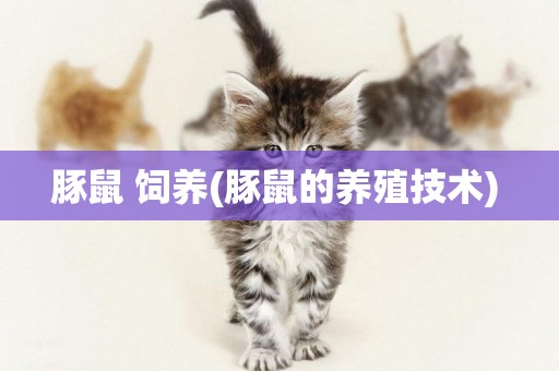 豚鼠 飼養(豚鼠的養殖技術) 